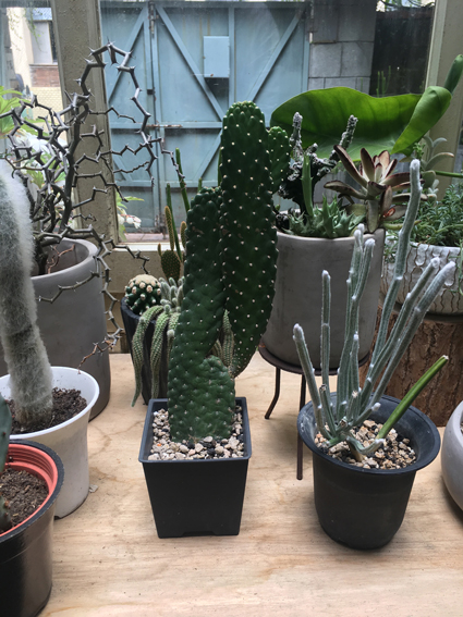 成為創作靈感的多肉植物